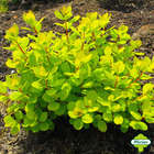 Spiraea betulifolia 'Tor Gold ':pot 4,5L